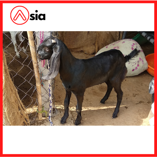 Tinh_dong_lanh_de_beetal_0972502797