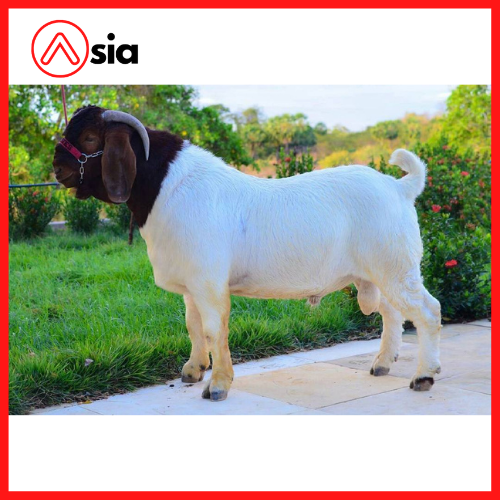 Tinh_dong_lanh_de_boer_0972502797