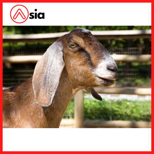 Tinh_dong_lanh_de_nubian_0972502797