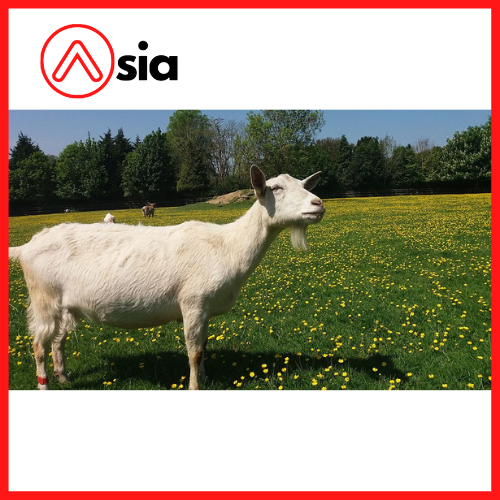 Tinh_ng_lanh_de_saanen_0972502797