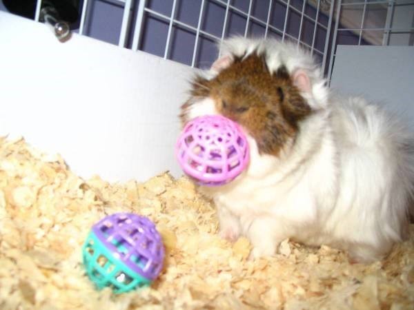 10.1_bong_097250chiecvn