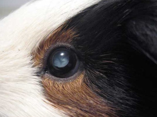 4.12_duc_thuy_tinh_the_0972502797.vn