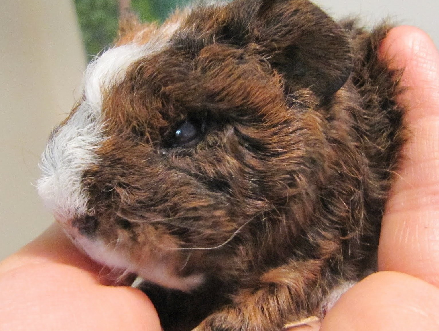 4.12_quam_mi_0972502797.vn