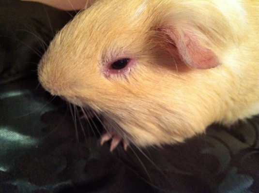 4.12_chuot_lang_benh_0972502797