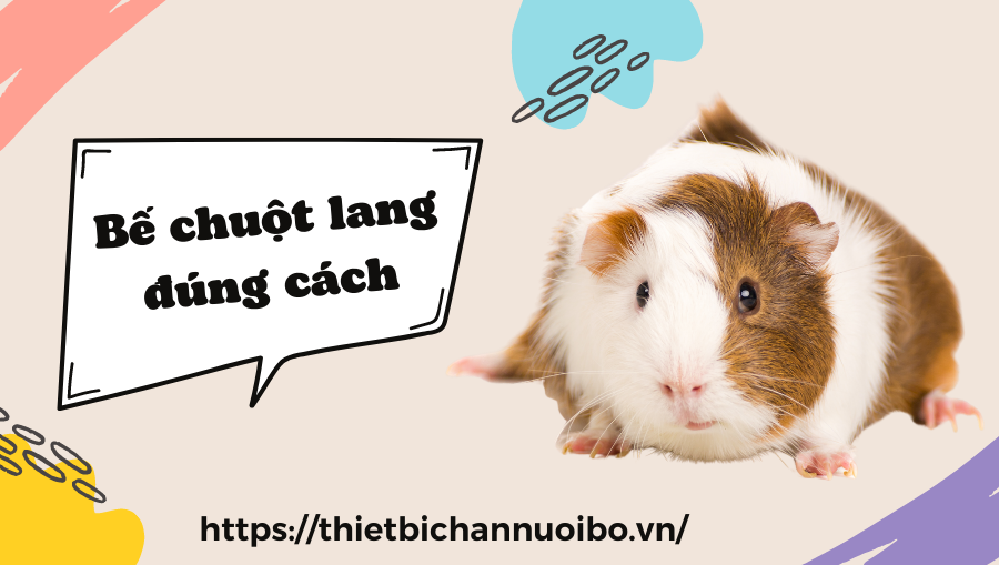 Bế Chuột Lang đúng Cách