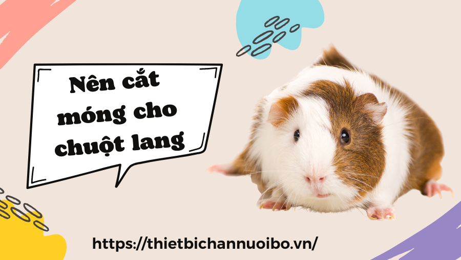 Nên Cắt Móng Cho Chuột Lang (2)