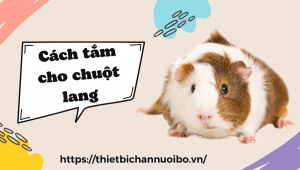 Thiết Kế Không Tên (39)