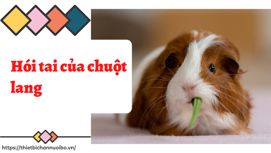 Thiết Kế Không Tên (52)