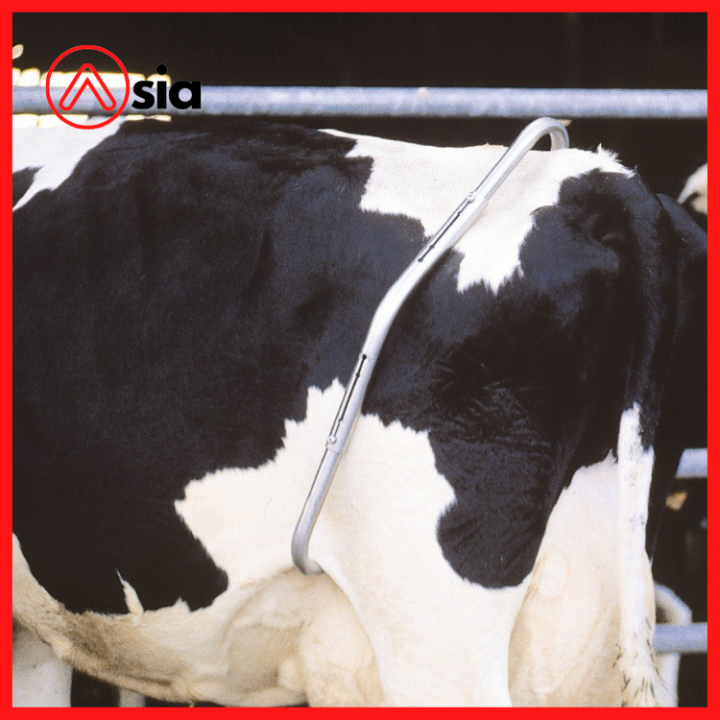 Gậy Chống Bò đá