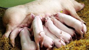 101740_cach_cho_heo_nai_an_hdig