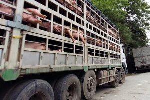 2-dich-vu-van-chuyen-gia-suc-gia-re-va-chat-luong