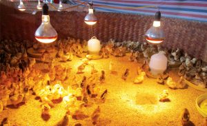 Cham-soc-ga-mua-dong