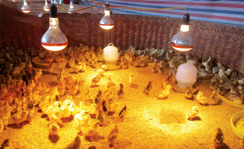 Cham-soc-ga-mua-dong