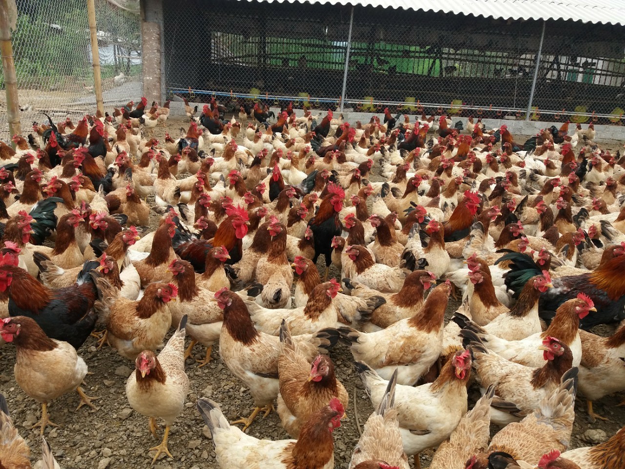 Chon-phong-thuy-cho-chuong-nuoi-ga-thit-va-cac-kieu-chuong-ga-pho-bien-thanh-cong-mo-hinh-chuong-kin