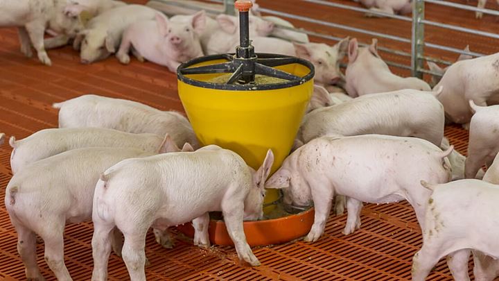 Gia-heo-hoi-hom-nay-225421_451