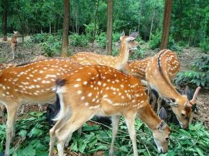 Huou-sao-viet-nam-1-1