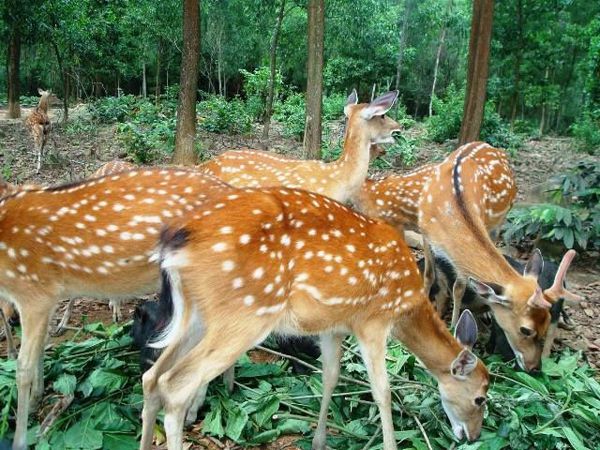 Huou-sao-viet-nam-1-1