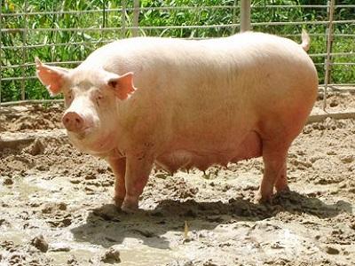 Khac-phuc-hien-tuong-heo-nai-say-thai-1460063408