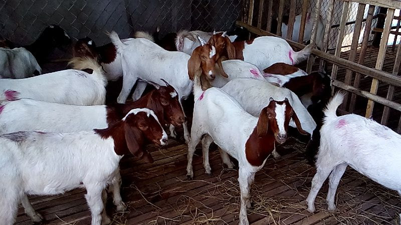 Mo-hinh-nuoi-de-hieu-qua-ky-thuat-nuoi-de-sinh-san-lay-thit-va-sua-2