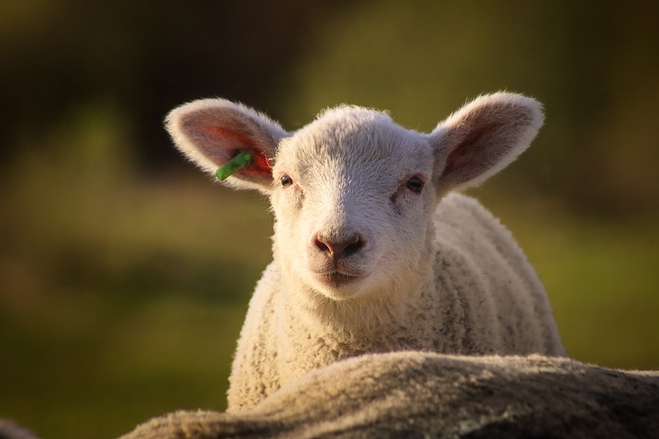 Sheep-7182968_960_720