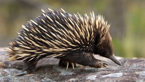 10-bang-bao-gia-nhim-thit-tai-ha-noi-2