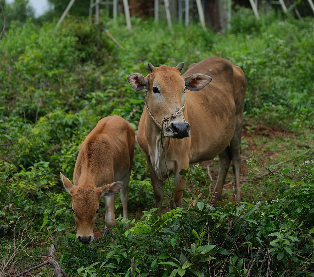 1200px-tháp_Đồng_dương_cropped_cho_bài_chăn_nuôi