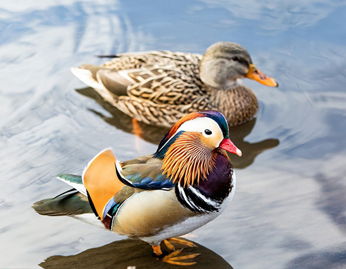 180859-mua-ban-vit-uyen-uong-giong-gia-re-tp-hcm-2