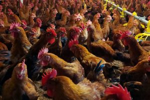 Color_broiler_chicken