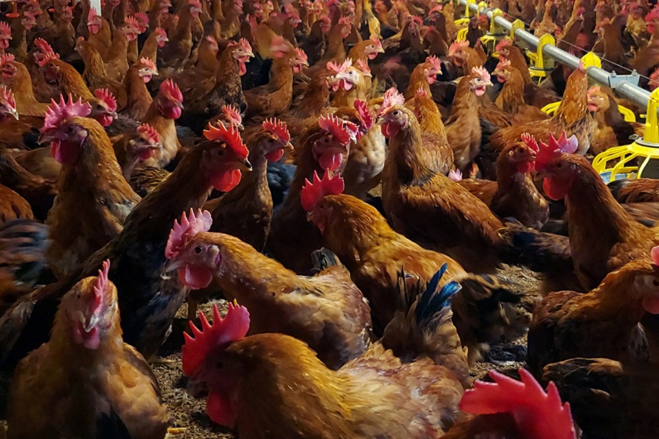 Color_broiler_chicken