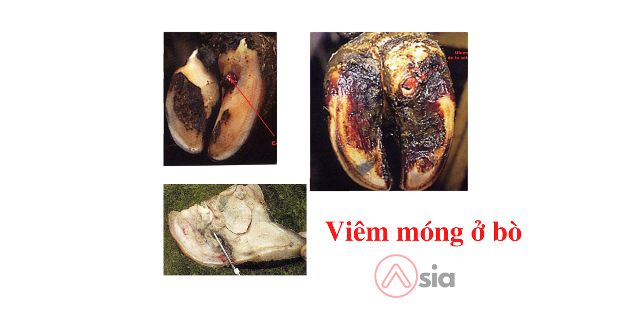 Viêm Móng ở Bò