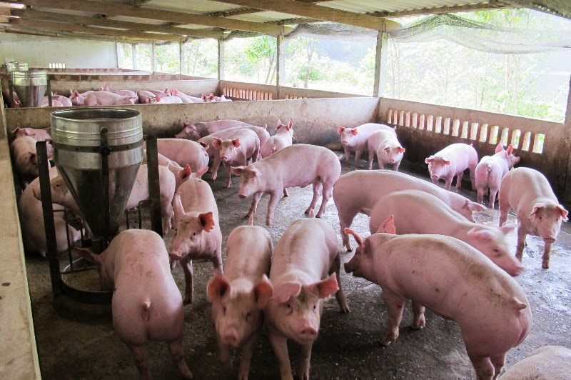 Benh-ho-hap-phuc-hop-tren-heo-2