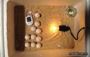 Cách ấp Trứng Thủ Công Bằng Bóng đèn đạt Hiệu
