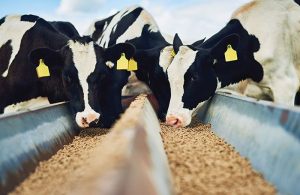 Feeding-essential-oils-to-dairy-cows