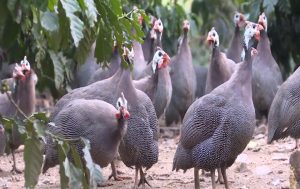 Images2978984_sequence_0100111417still003_16088069295581137693236