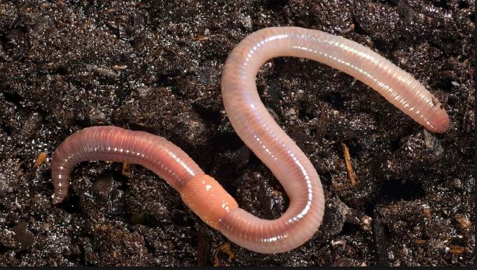 Nam-mo-thay-con-giun