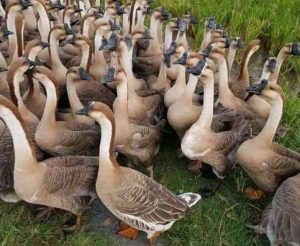 Ngongsutu-1612439709152-16124397091541119472666