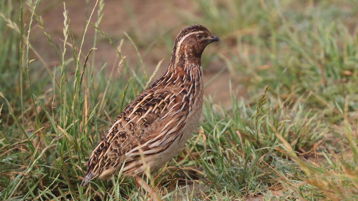 Nguyen-nhan-va-cach-phong-tranh-benh-thuong-han-o-chim-cut-beta_ad0fda9f9a58be79bdbaec42831cf417