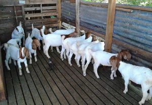 Nhung-luu-y-quan-trong-khi-chan-nuoi-de-de-co-hieu-suat-tot-nhat-ky-thuat-nuoi-de-sinh-san-1