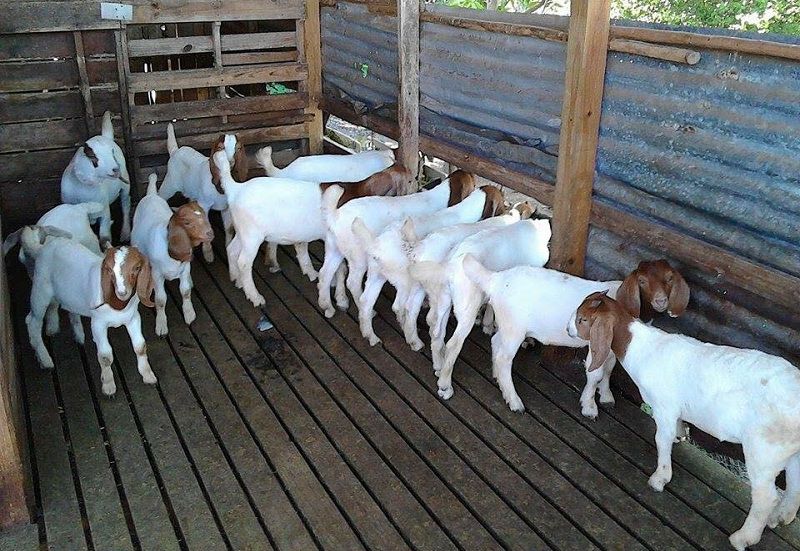 Nhung-luu-y-quan-trong-khi-chan-nuoi-de-de-co-hieu-suat-tot-nhat-ky-thuat-nuoi-de-sinh-san-1