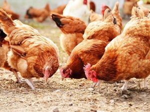 Quy-trinh-ky-thuat-nuoi-ga-thit