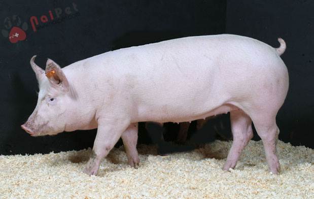 Quy-trinh-nuoi-duong-cham-soc-heo-nai-hau-bi