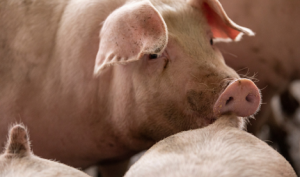 Su-hung-hang-do-cang-thang-khien-heo-can-duoi