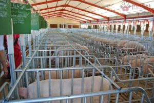 To-chuc-cong-viec-cho-trai-chan-nuoi-heo-1