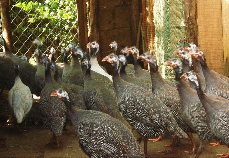 Trung-ga-sao-qua-trung-vang-ban-ra-kiem-tien-ty-moi-nam-1111