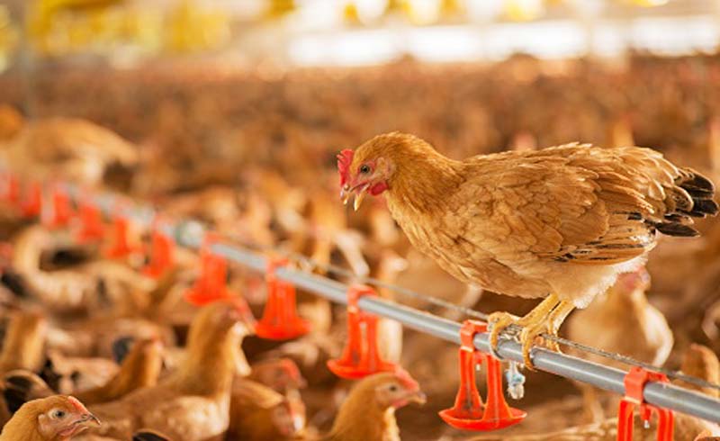 Vo-cu-qua-cung-cap-nguon-nang-luong-can-thiet-cho-gia-cam-cac-bien-phap-tang-cuong-kha-nang-mien-dich-cho-gia-cam2