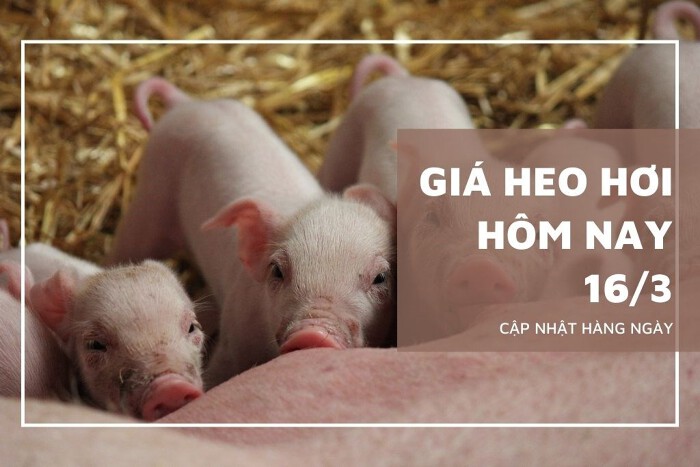 Gia-heo-moi-20240315165508856