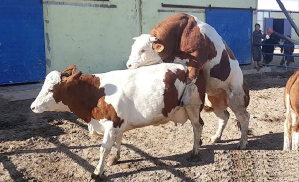 Bí quyết xác định bò động dục