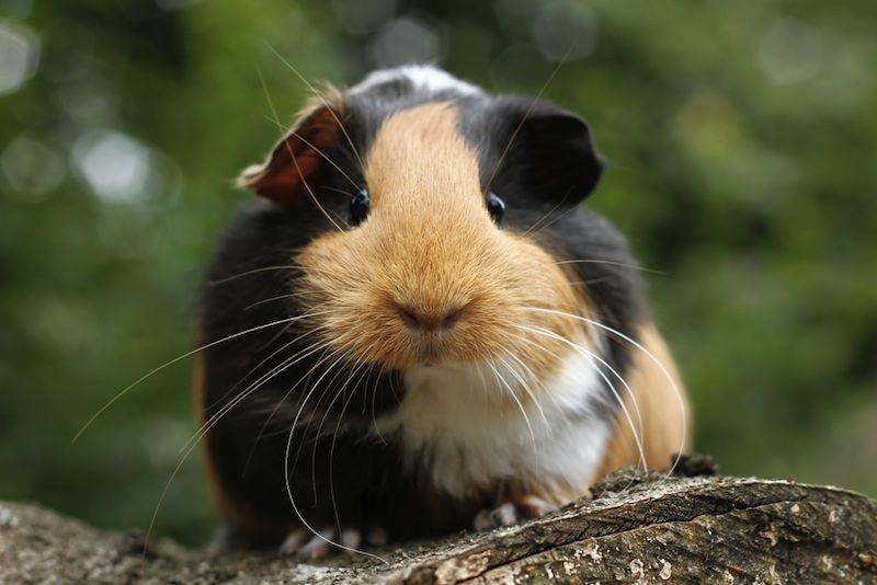 Chuot-lang-guinea-pig-920960