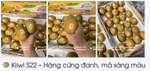 🥝 Kiiwi S22 – Hàng Cứng đanh, Mã Sáng Màu